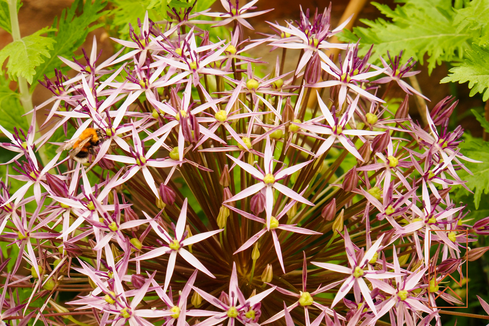 Allium flowers with bee in Mediterranean-style town garden, Leamington Spa