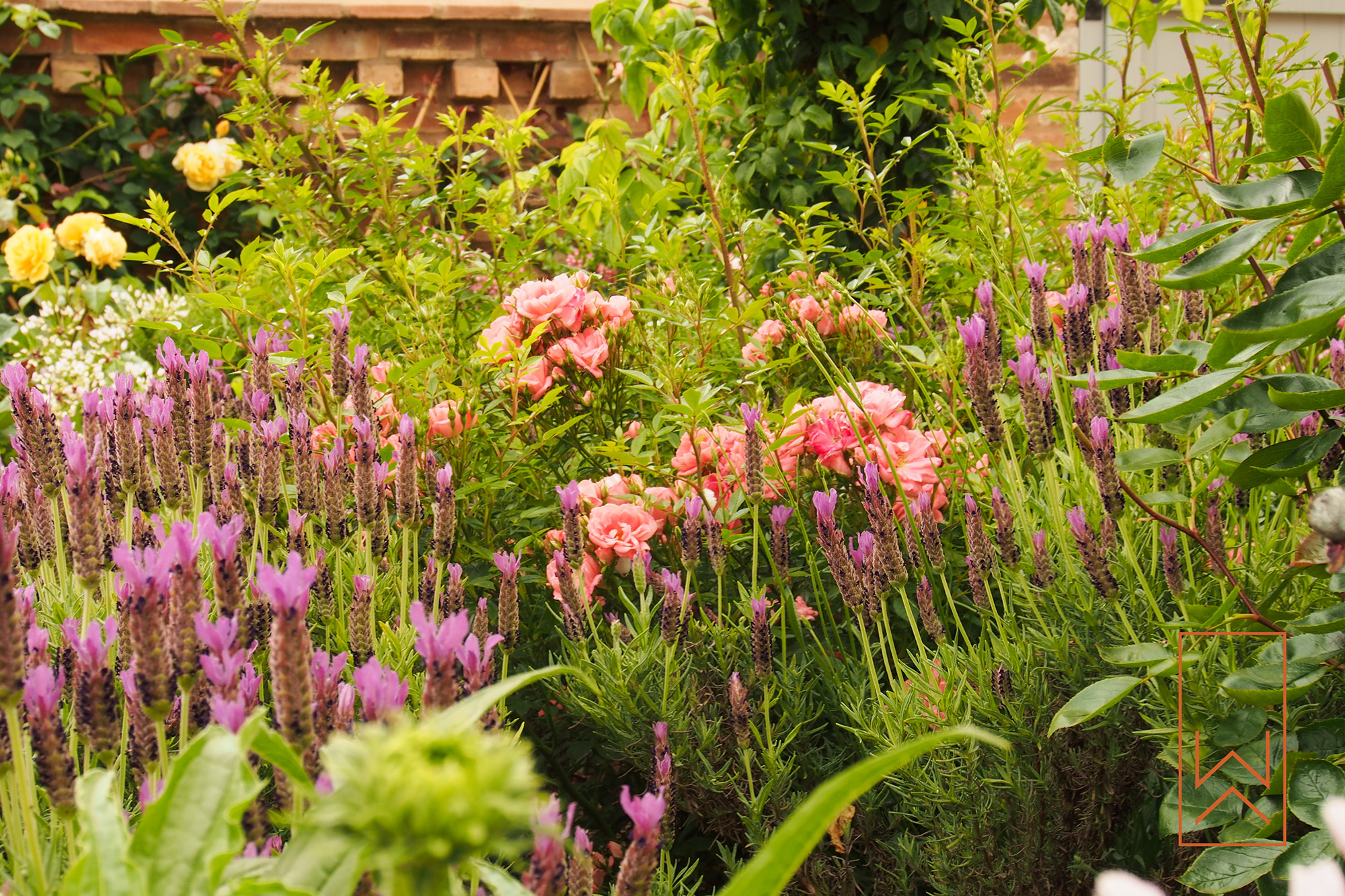 Lavender and roses in Mediterranean-style town garden, Leamington Spa